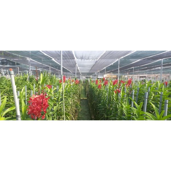 Lưới Che Lan Loại Tốt Phù Hợp Nhiều Loại Lan nhìn tổng thể