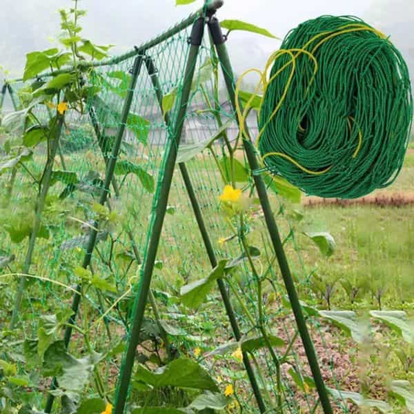 Lưới leo giàn cây căng thẳng đứng cho cây dây leo bám và mang quả