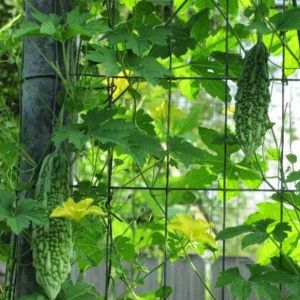 Lưới Leo Giàn Cây Chất Lượng Cao Nhất